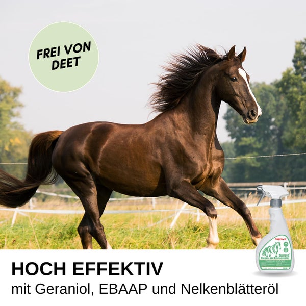 Galoppierendes Pferd auf der Koppel mit Supravit Fliegen- und Bremsenspray, frei von DEET, mit Geraniol und Nelkenblätteröl.