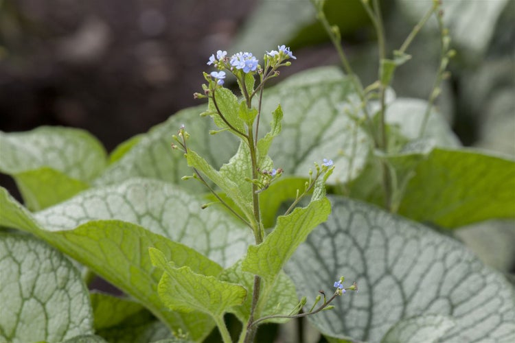Brunnera macrophylla, Kaukasusvergissmeinnicht, ca. 9x9 cm Topf