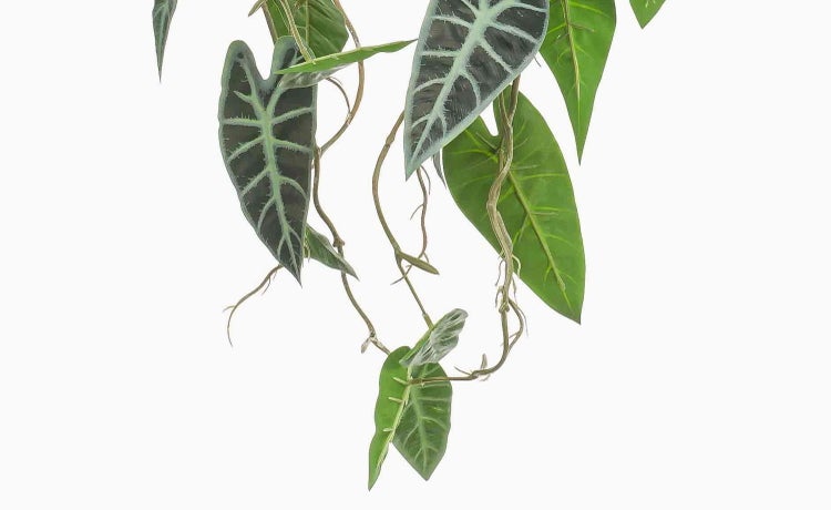 Künstliche Alocasia Hängepflanze mit dunkelgrünen Blättern, hellen Blattadern und langen Ranken.