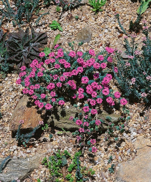 Aethionema armenum 'Warley Rose', Steintäschel, rosa, ca. 9x9 cm Topf