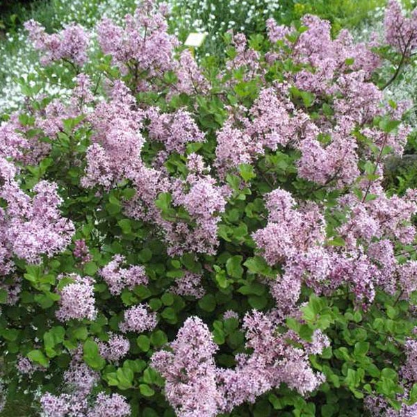 Blühender Zwergflieder im Garten.