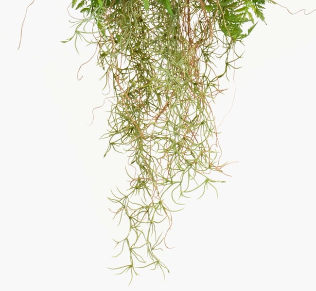 Hängender Farn mit grünen Wedeln an einer dünnen Kordel.