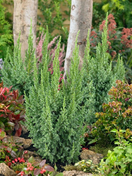 Juniperus squamata 'Loderi', Blauer Zwergwacholder, 20–25 cm