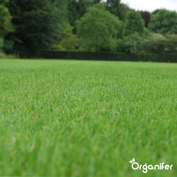 Gepflegter Rasen im Garten