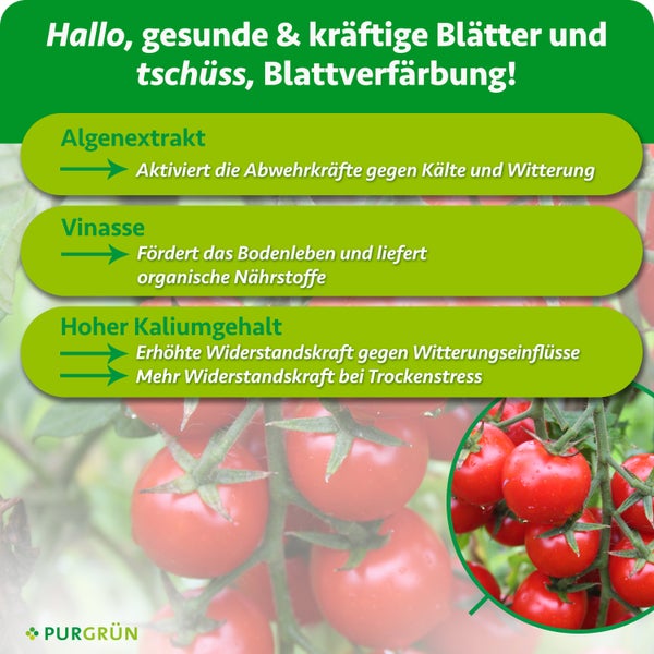 Infografik zu Tomatendünger von Purgrün mit Erläuterungen zu Inhaltsstoffen wie Algenextrakt, Vinasse und Kalium für gesunde Tomatenpflanzen.