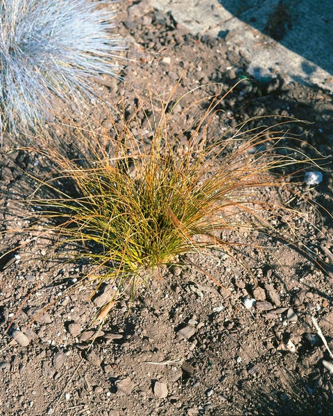 Ziergras im Gartenbeet