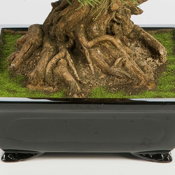 Detailaufnahme von Kiefernnadeln und brauner Baumrinde.