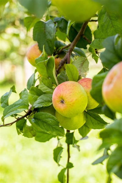 Malus 'Roter Berlepsch', Apfelbaum, 40 cm Stammhöhe