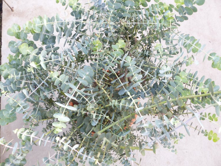 Eukalyptus Pflanze mit runden Blättern im Topf