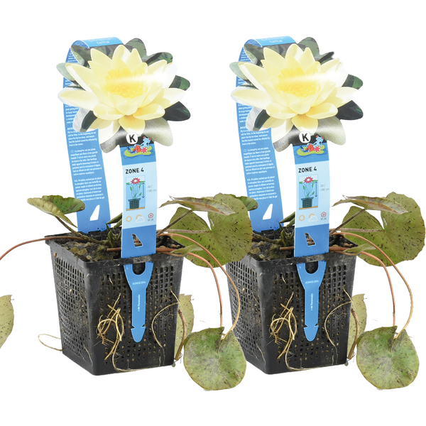 Zwei Seerosen Nymphaea Chromatella in schwarzen Teichkörben mit blauen Etiketten und Abbildung einer gelben Blüte.