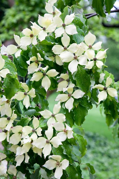 Cornus kousa chinensis, Chinesischer Blumen-Hartriegel, 40–60 cm