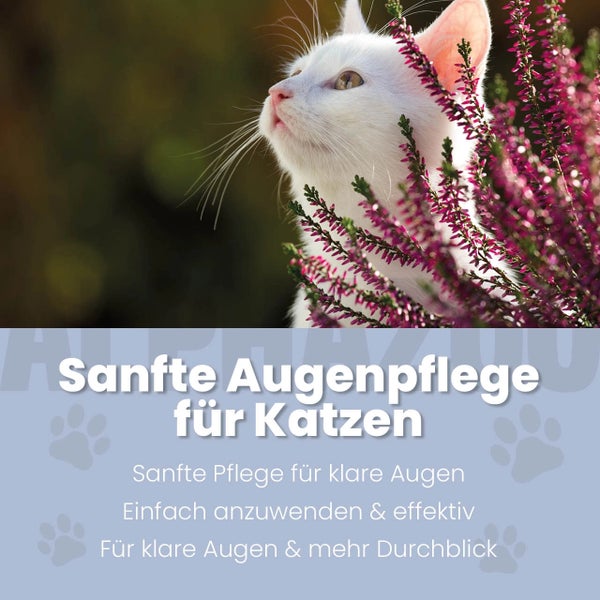 Nahaufnahme einer weißen Katze neben violetten Blumen