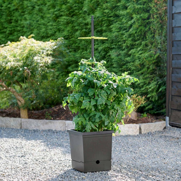 Romberg Tomatentopf mit Selbstbewässerung und Rankhilfe – Recycelter Kunststoff, 17L Pflanztopf, Ideal für Tomaten, Chili und Paprika, Made in Germany