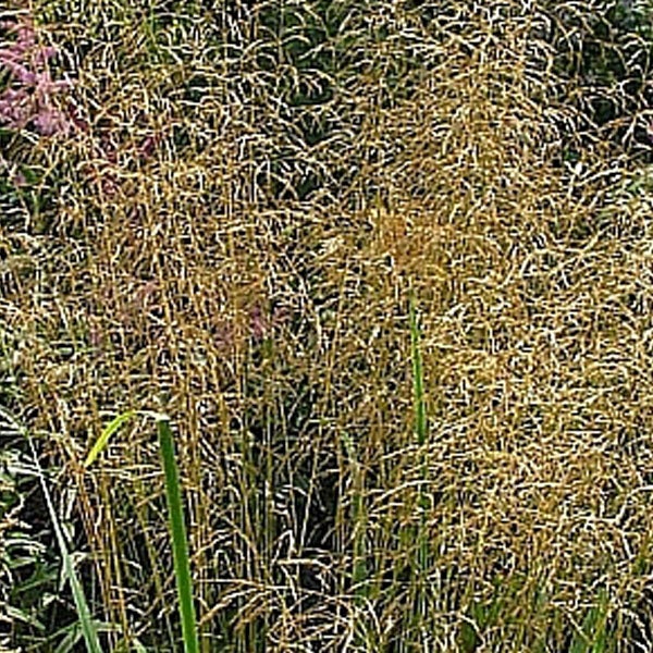 Dekorative Rutenhirse im Gartenbeet