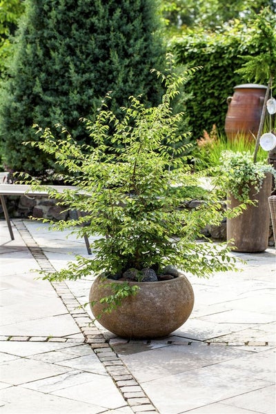 Eine Hainbuche in einem runden Pflanzgefäß aus Stein auf einer gepflasterten Terrasse in einem Garten.