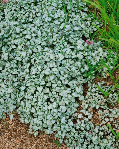 Lamium maculatum 'Beacon Silver', Silberblatt-Taubnessel, ca. 9x9 cm Topf