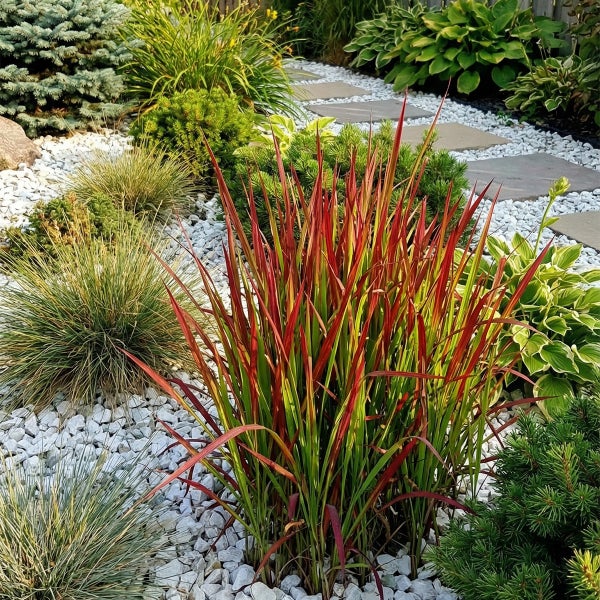 Japanisches Blutgras Red Baron in einem Garten mit weißem Kies, verschiedenen Ziergräsern und grauen Trittsteinen.