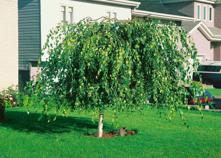 Betula pendula 'Youngii', Hängebirke, 120 cm Stammhöhe
