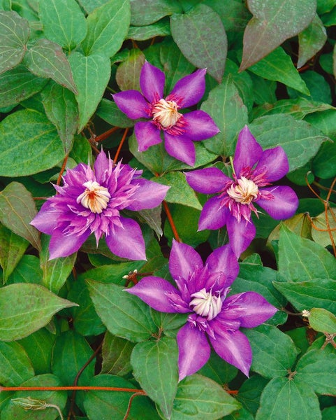 Nahaufnahme von vier lila blühenden Waldreben zwischen grünen Blättern