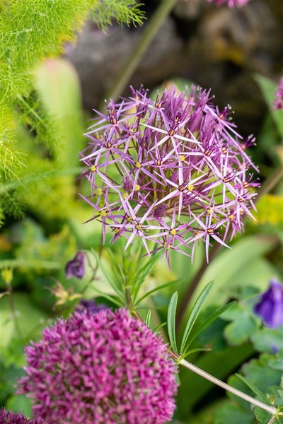 Allium christophii, Sternkugel-Lauch, silbrig-violett, ca. 11x11 cm Topf