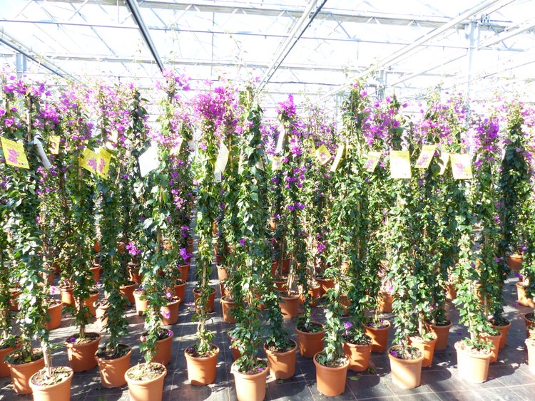 Mehrere kletternde Bougainvillea-Pflanzen mit violetten Blüten in Terrakotta-Töpfen an Holzstäben in einem hellen Gewächshaus.