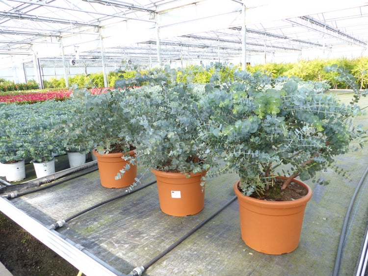 Eukalyptuspflanzen in Töpfen in einem Gewächshaus