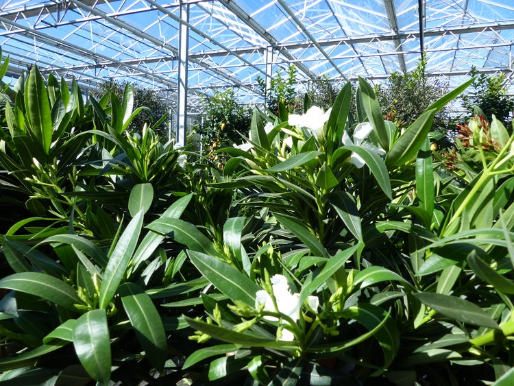 Weiß blühender Oleander mit länglichen grünen Blättern in einem hellen Gewächshaus mit Glasdach und Metallstreben.