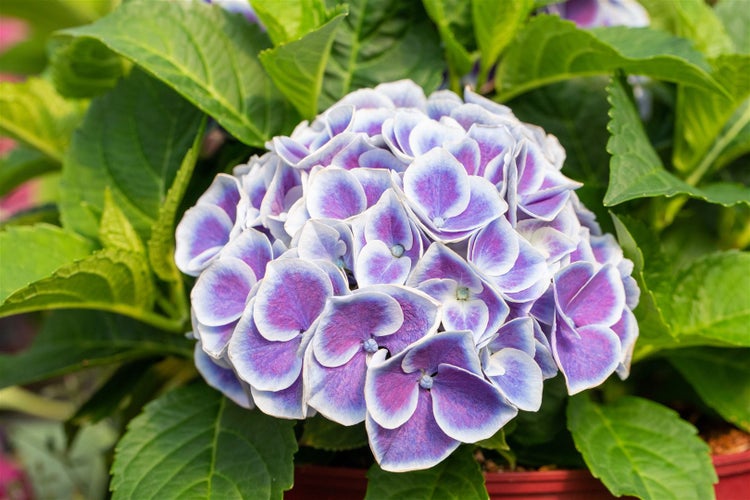 Nahaufnahme einer Hortensie mit blau-violetten Blüten.