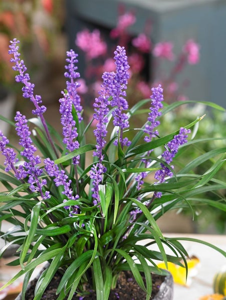 Liriope muscari 'Moneymaker', Lilientraube, immergrün, ca. 11x11 cm Topf