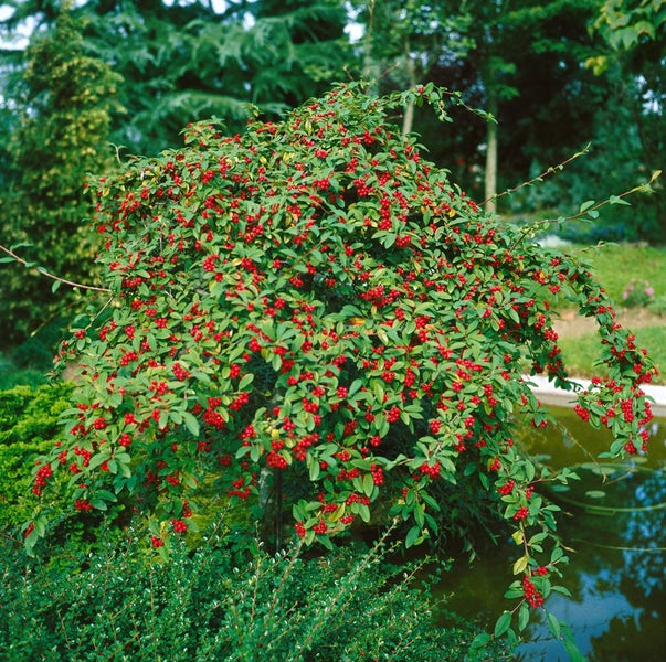 Cotoneaster watereri 'Pendulus', Zierstrauch, 80–100 cm