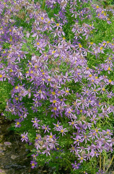 Aster sedifolius 'Nanus', blauviolett, ca. 9x9 cm Topf