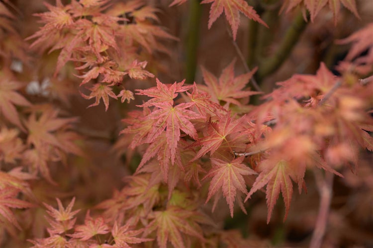 Acer palmatum 'Phoenix', Japanischer Ahorn, rot, 60–100 cm