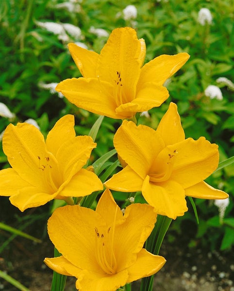 Hemerocallis x cult.'Golden Prize', Taglilie, goldgelb, ca. 11x11 cm Topf