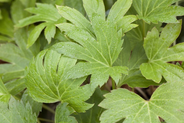 Nahaufnahme grüner, gelappter Blätter mit Wassertropfen