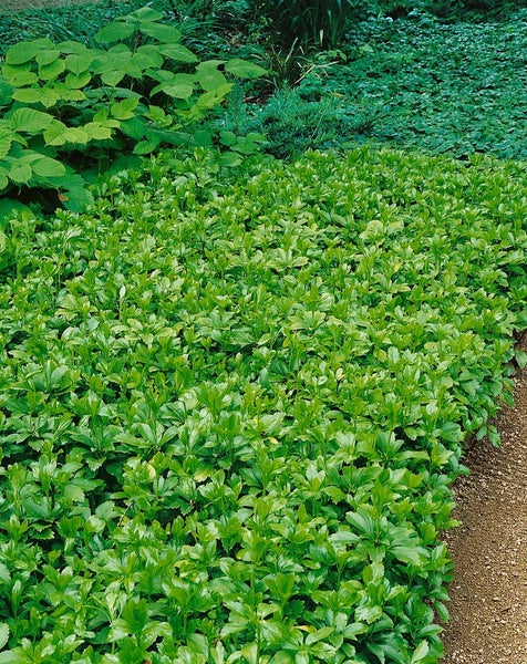 Pachysandra terminalis, Ysander, immergrün, ca. 9x9 cm Topf