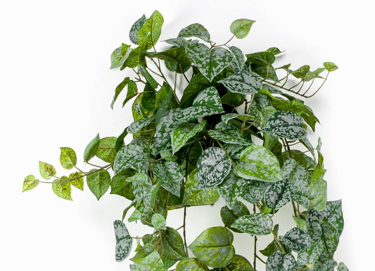 Künstliche Hängepflanze Scindapsus mit herzförmigen, silbern gemusterten Blättern.
