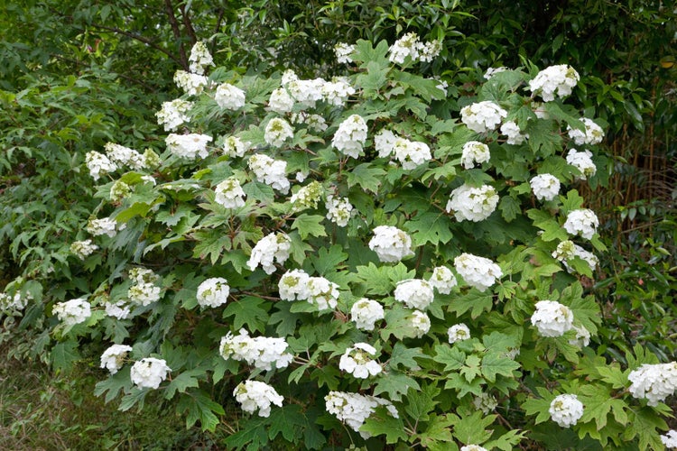 Hydrangea quercifolia 'Ice Crystal', Eichenblatthortensie, 40–60 cm