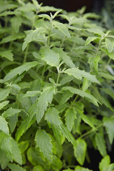 Caryopteris clandonensis 'Summer Sorbet', Bartblume, buntlaubig, 40–60 cm