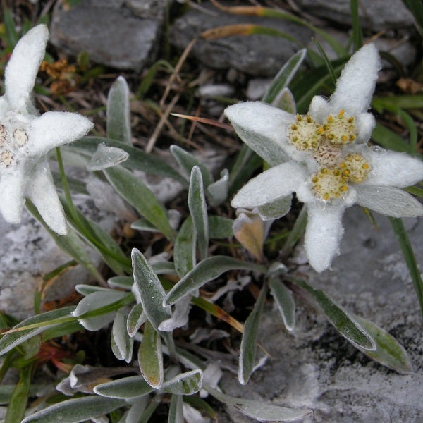 Nahaufnahme von Edelweissblüten