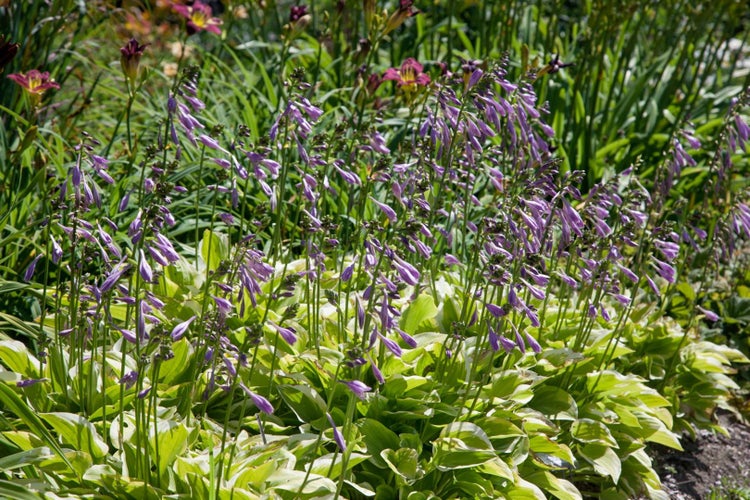 Hosta nakaiana 'Golden Tiara', Funkie, grün-gelb, ca. 11x11 cm Topf