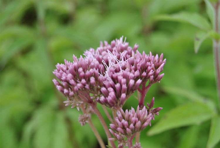 Eupatorium cannabinum, Wasserdost, rosa Blüten, ca. 9x9 cm Topf
