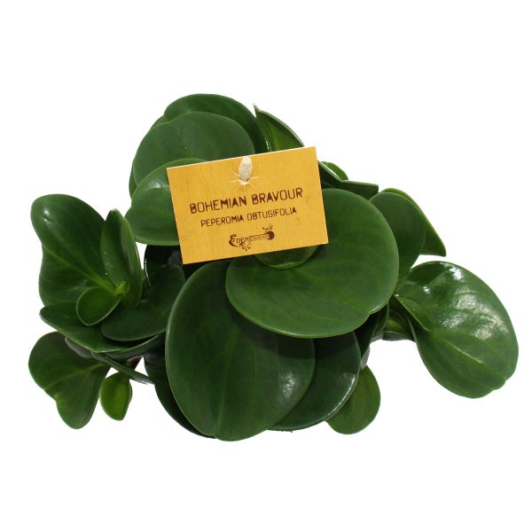 Peperomia 3er Set