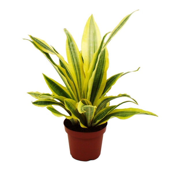 Sansevieria aubrytiana Yellowstone - Goldener Bogenhanf mit ausgefallener Blattfärbung - 14cm Topf