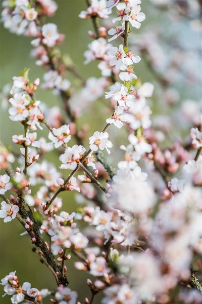 Prunus tomentosa, Nanking-Kirsche, 60–100 cm, winterhart