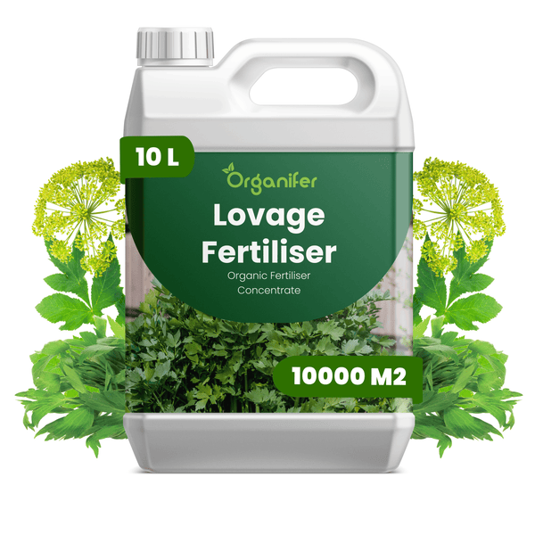 Organifer Liebstöckel-Dünger, organisches Düngerkonzentrat, 10 Liter Kanister für 10000 Quadratmeter.