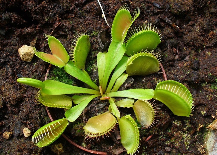 SAFLAX Garden in the bag - Venus - Fliegenfalle - Dionaea muscipula - 10 Samen - Mit Anzuchtsubstrat im praktischen, selbst aufstellenden Beutel