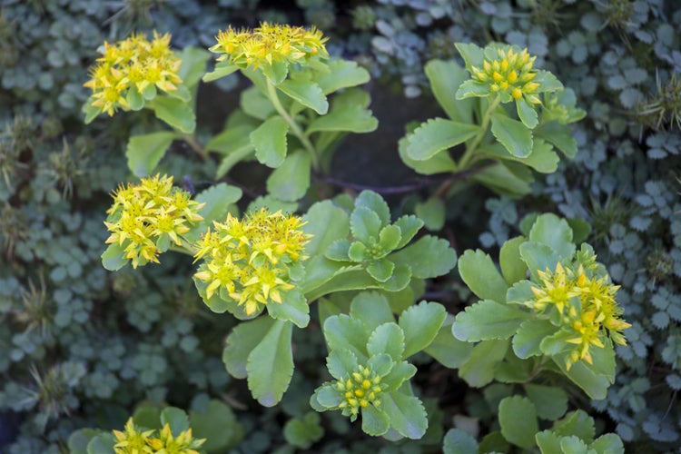 Sedum kamtschaticum, Fetthenne, gelb, ca. 9x9 cm Topf