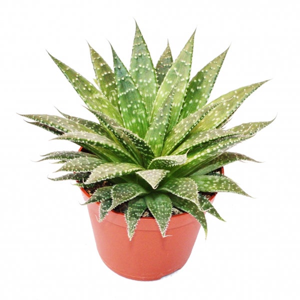 Aloe arristata - große Pflanze im 12cm Topf