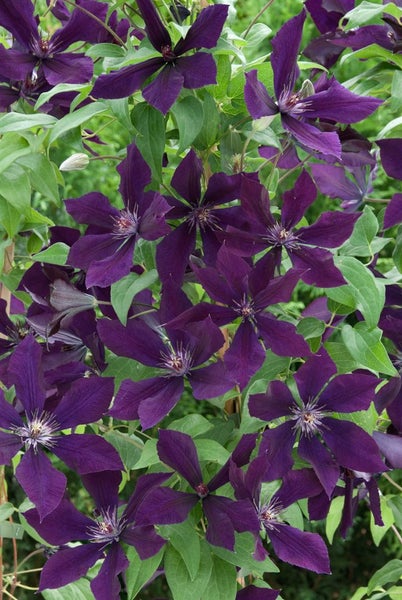 Clematis Hybride 'Honora', Waldrebe, violett, 40–60 cm