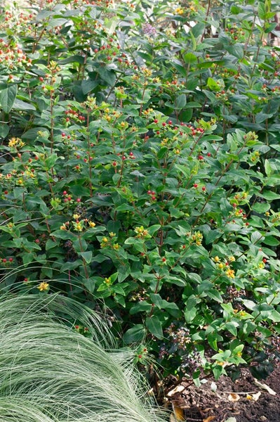 Hypericum inodorum 'Magical White' -R-, Johanniskraut, weiß, 20–30 cm